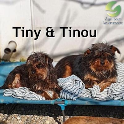 Tiny &amp; Tinou