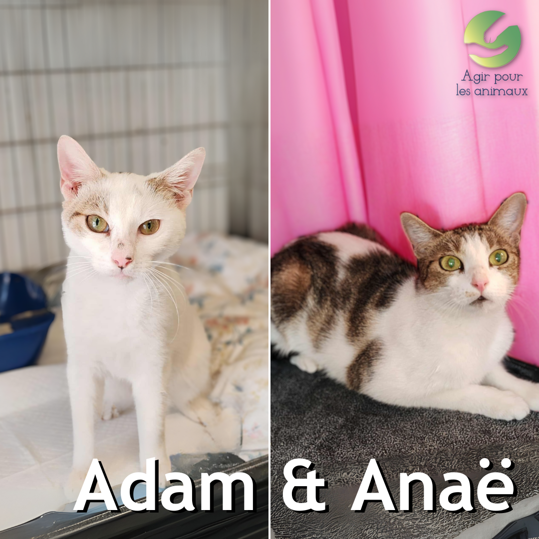 Adam et Anaë adoption de chatons en duo