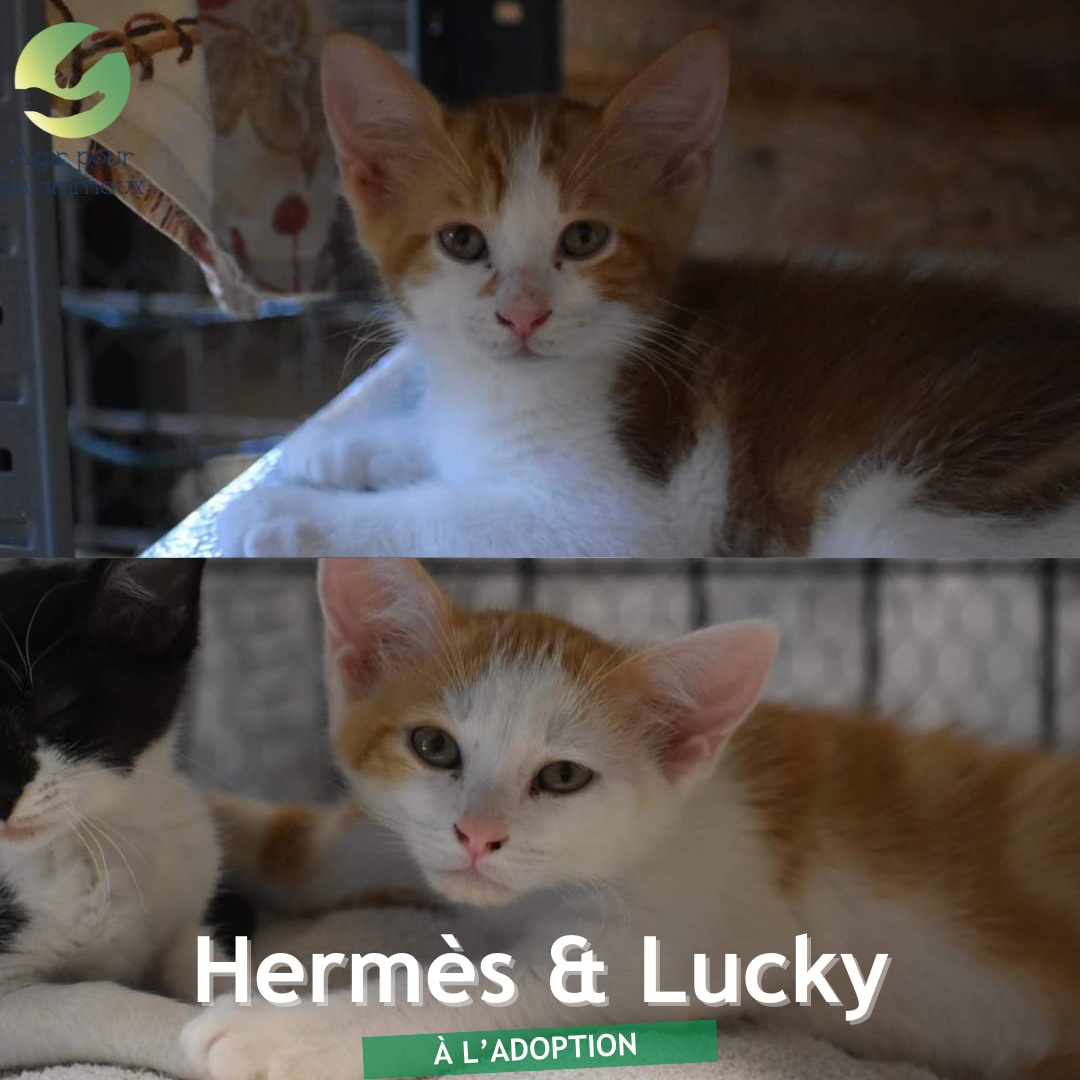 Hermès et Lucky chatons à l'adoption