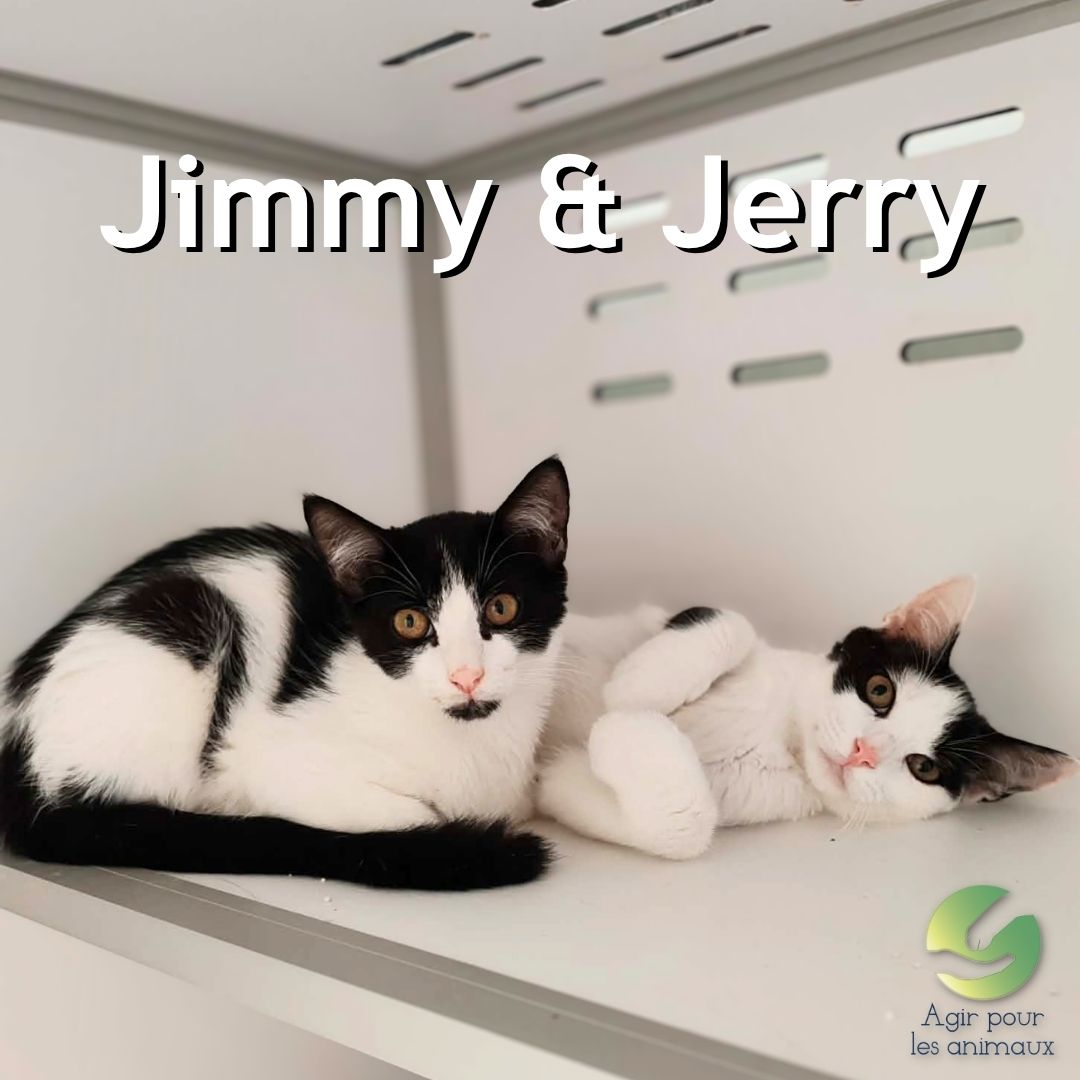 JIMMY & JERRY duo de chatons à l'adoption