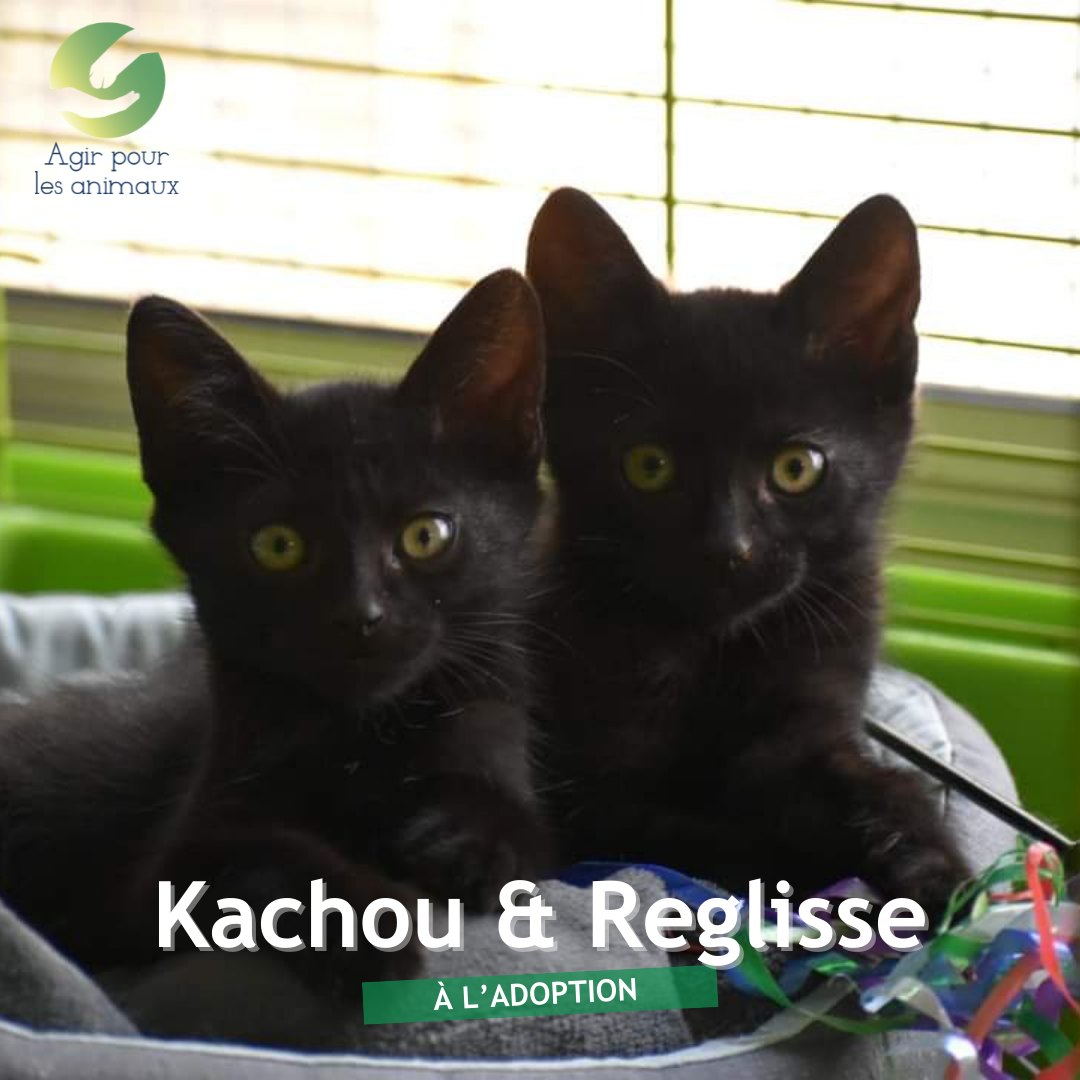Kachou et Réglisse chatons à l'adoption