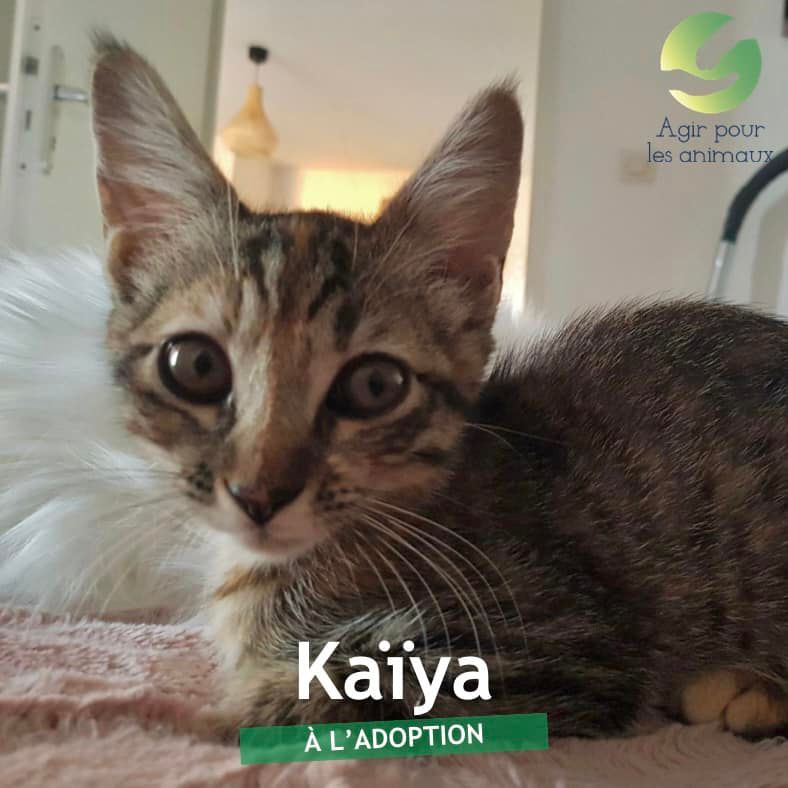 Kaïya chatonne à l'adoption