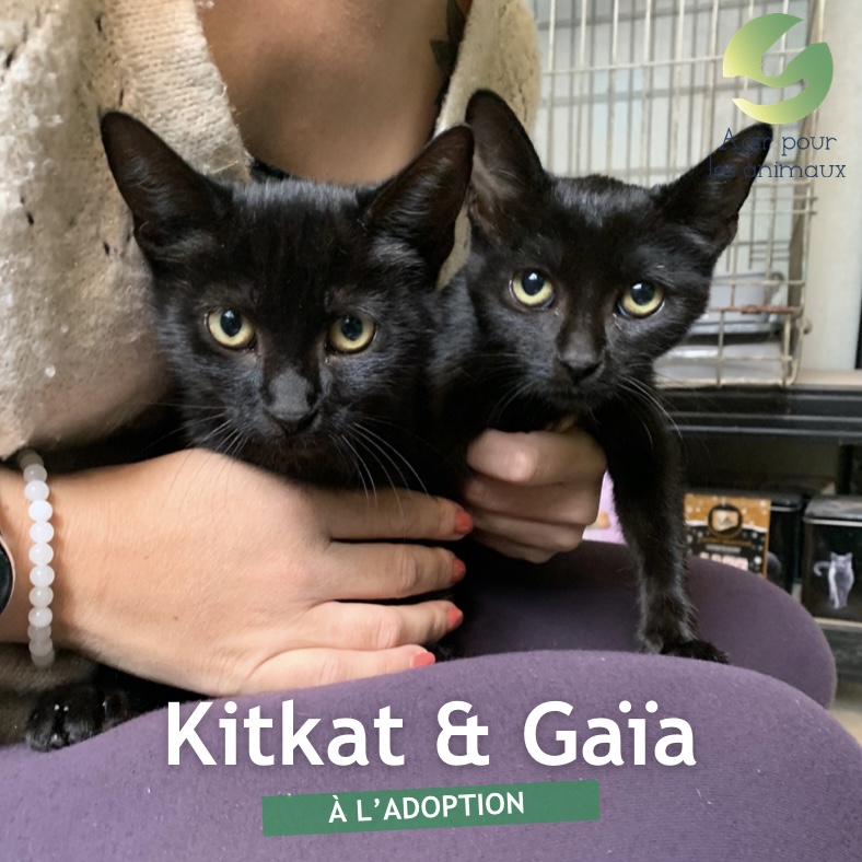 kitkat et gaia chatons à l'adoption