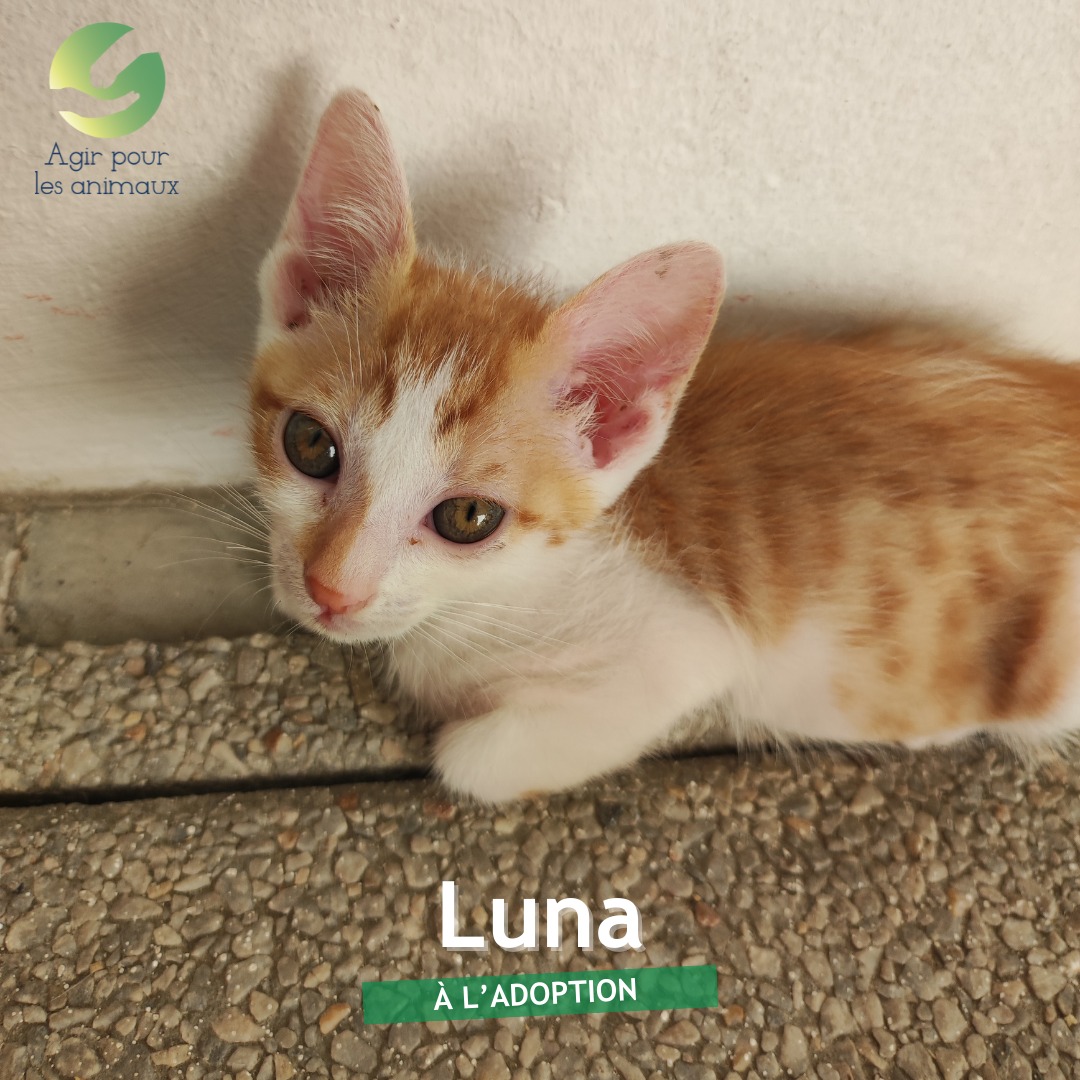 Luna chaton à l'adoption