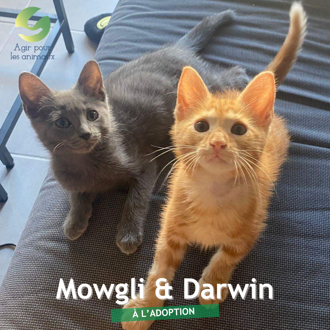 Mowgli et Darwin chatons à l'adoption 