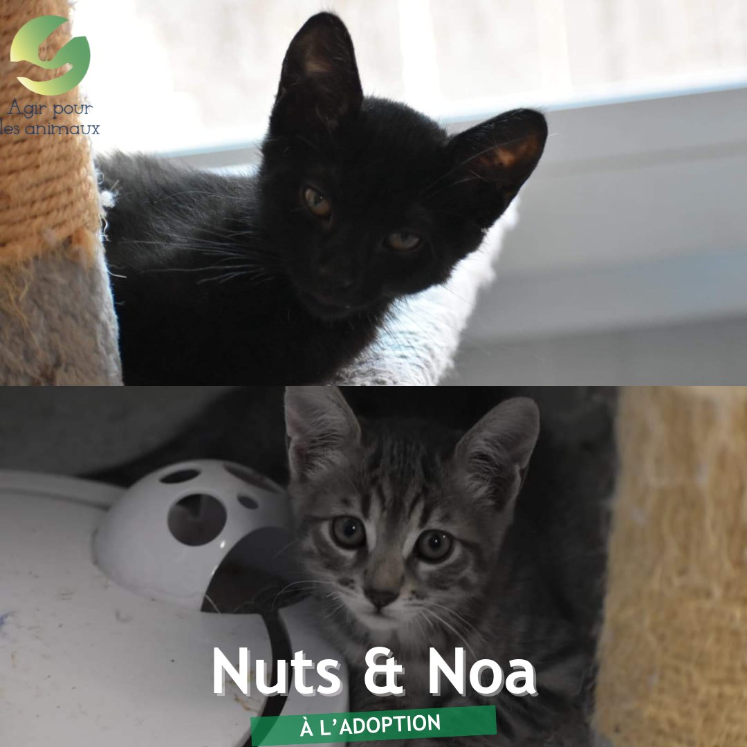 Nuts et Noa chatons à l'adoption