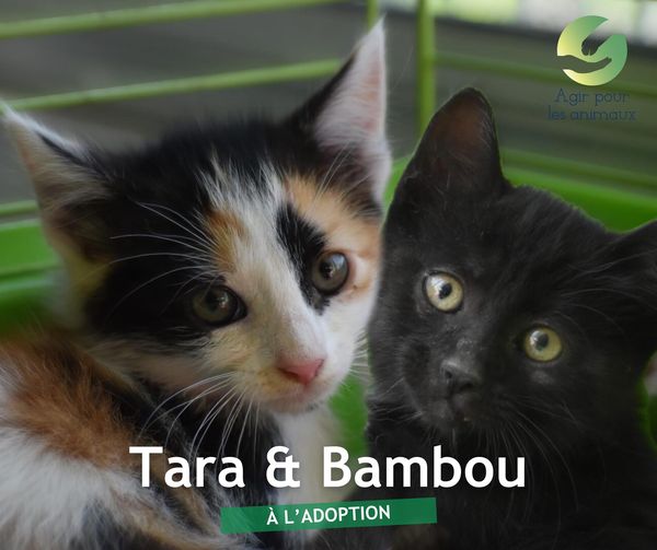 Tara et Bambou chatons à l'adoption