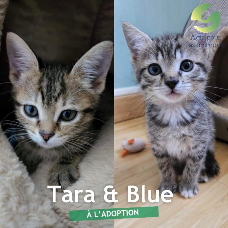 Tara et Blue chatonnes à l'adoption