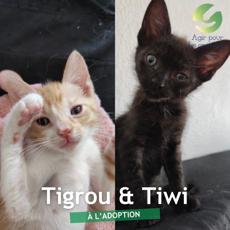 Tigrou et Tiwi chatons à l'adoption
