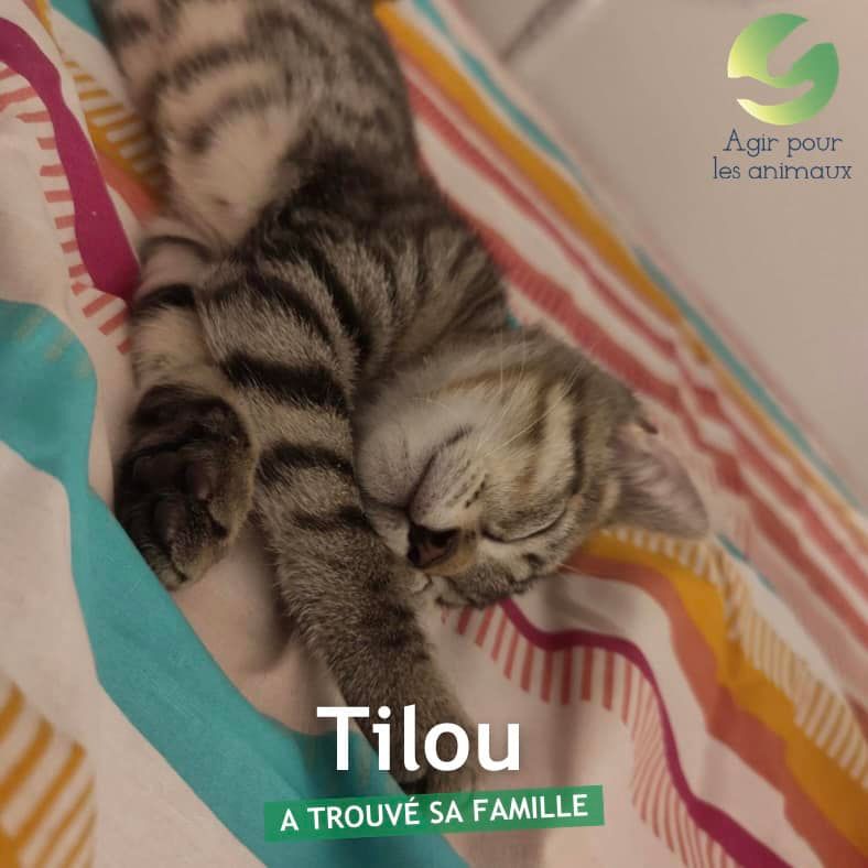 Tilou chaton adopté