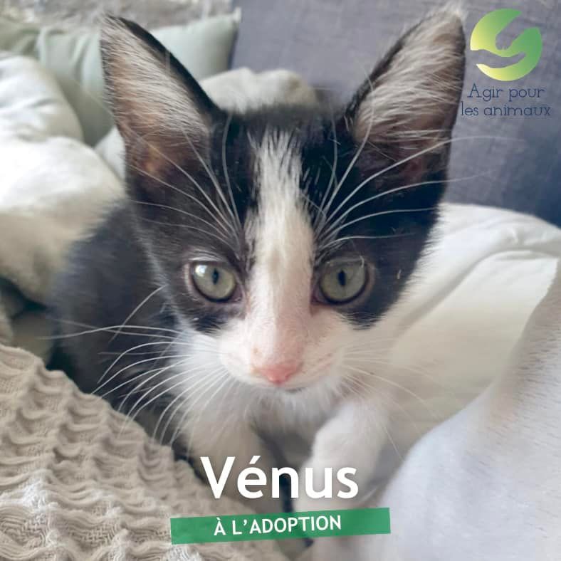 Vénus, chatonne à l'adoption