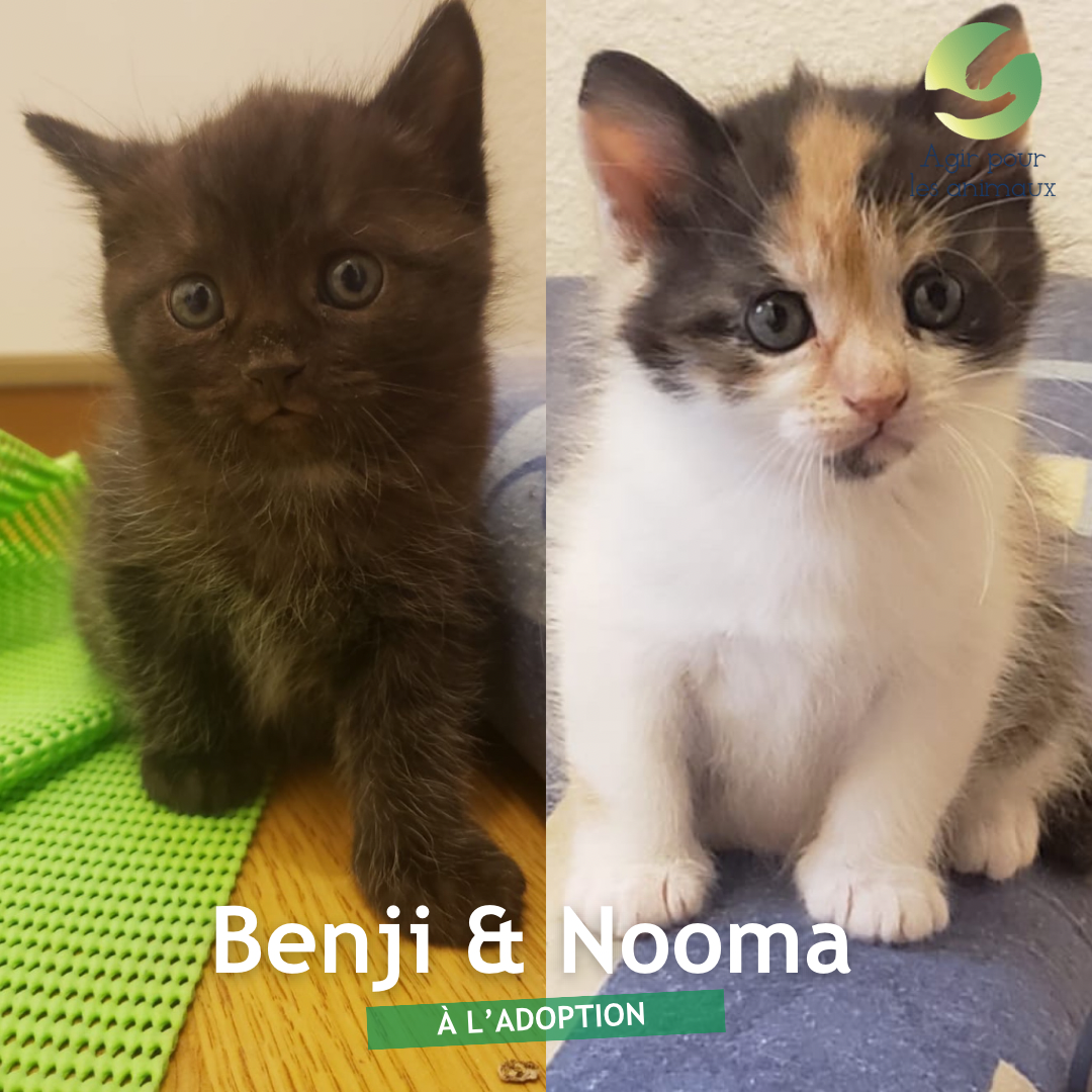 bagheera et nooma chatons femelles à l'adoption