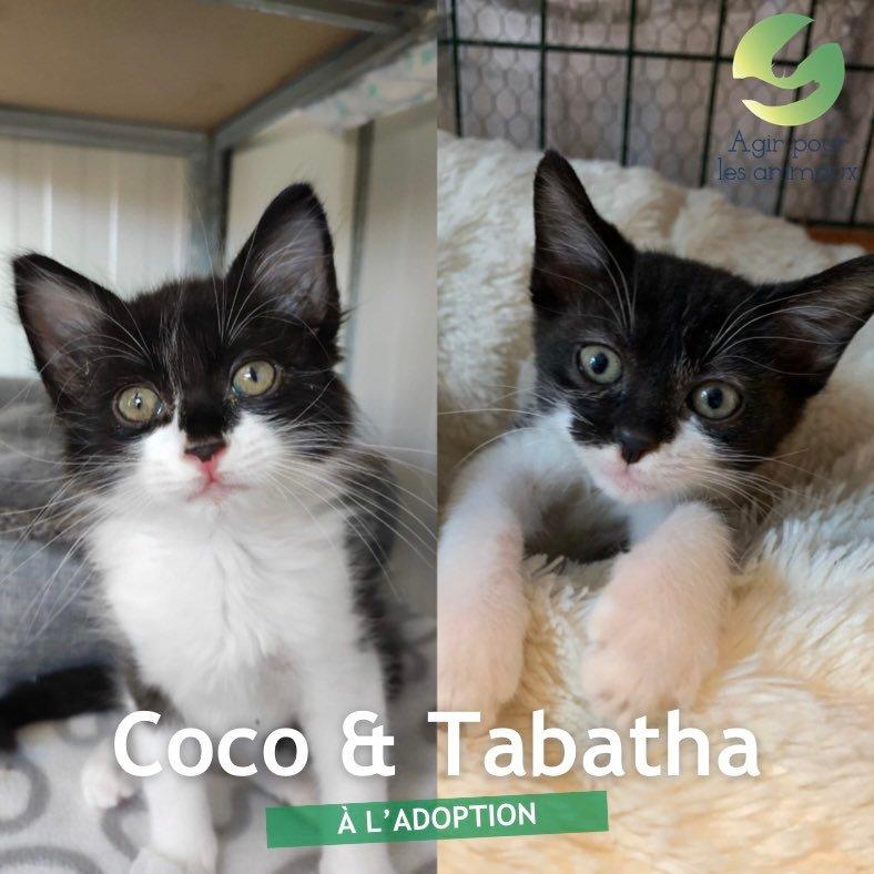 coco et tabatha chatons à l'adoption
