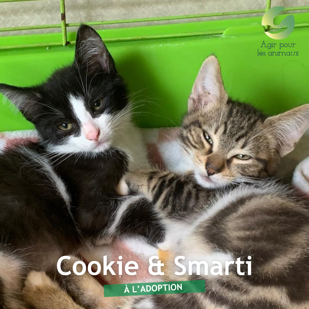 cookie et smart chatons à l'adoption