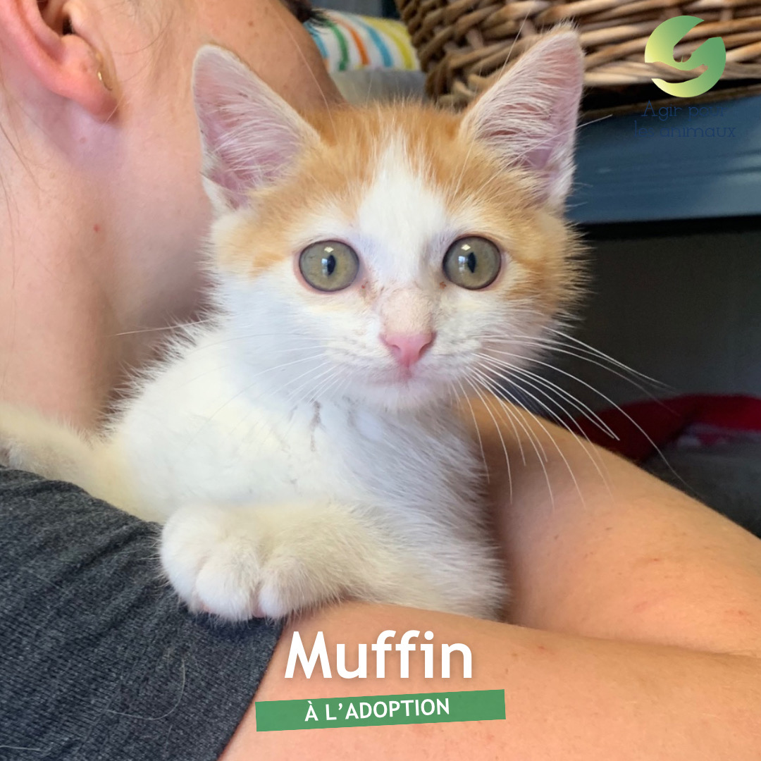 muffin chaton à l'adoption