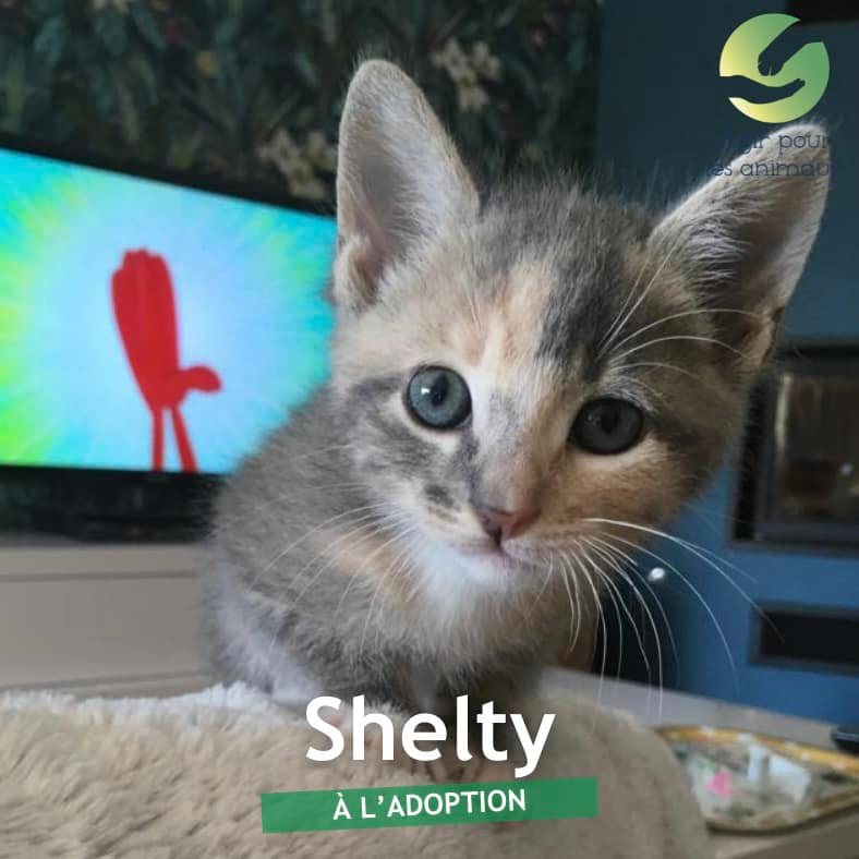 Shelty chaton à l'adoption