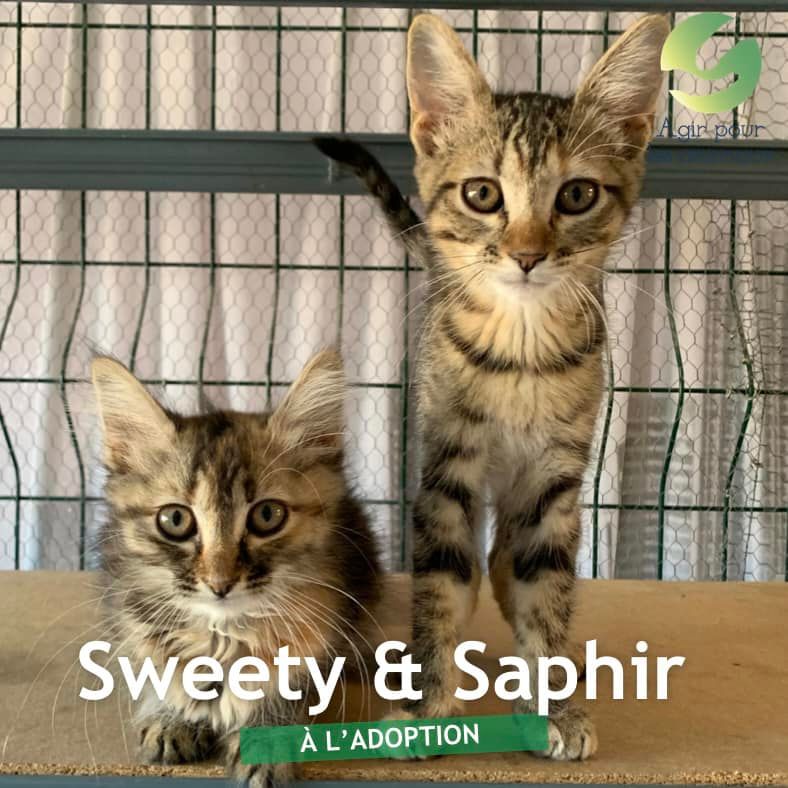 Sweety et Saphir chatonnes à l'adoption