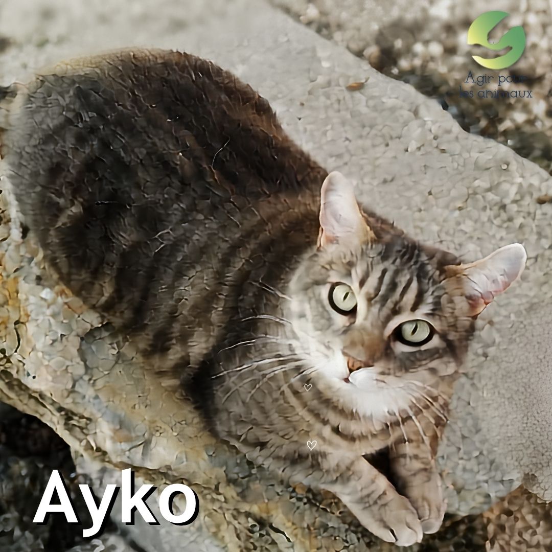 Ayko chat panier retraite