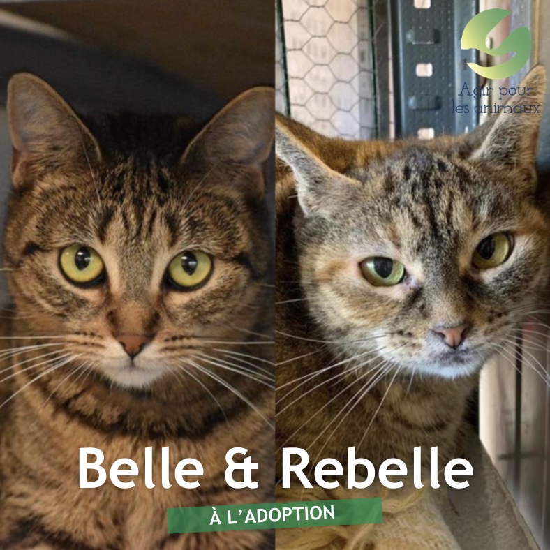 Belle et Rebelle sont adoptées