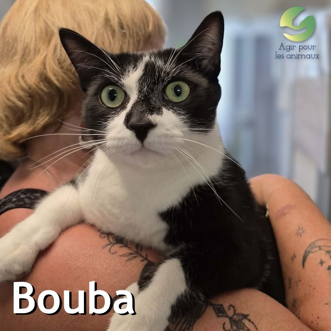 Bouba chat adulte à l'adoption Castelginest