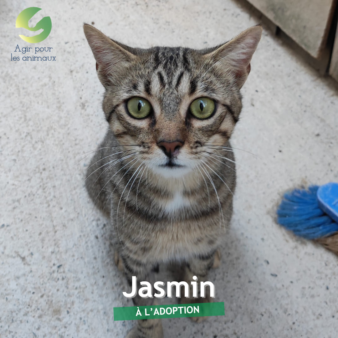 Jasmin chat à l'adoption