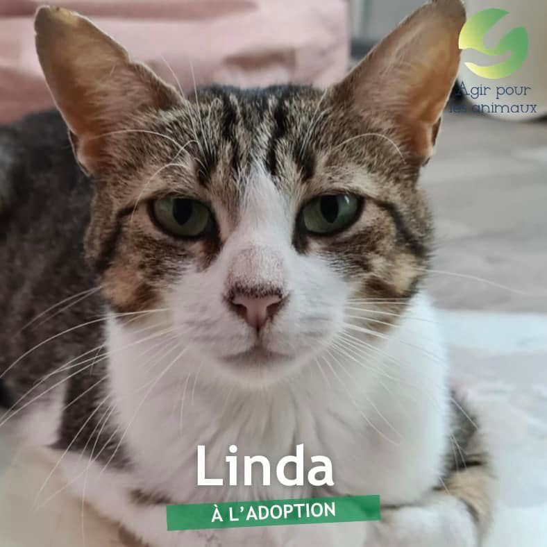 Linda à l'adoption