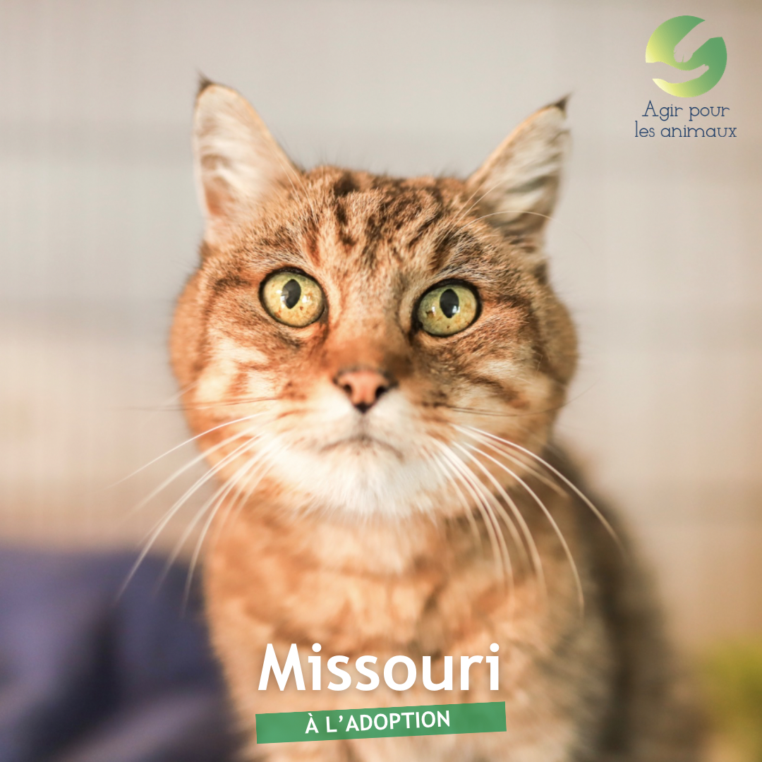 Missouri chat à l'adoption