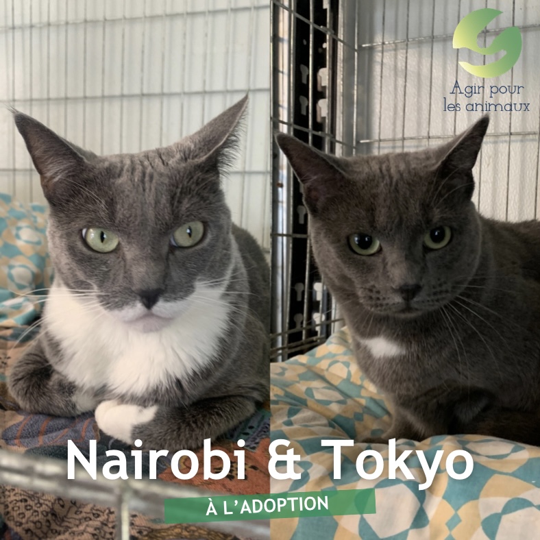 Nairobi et Tokyo deux chattes à l'adoption