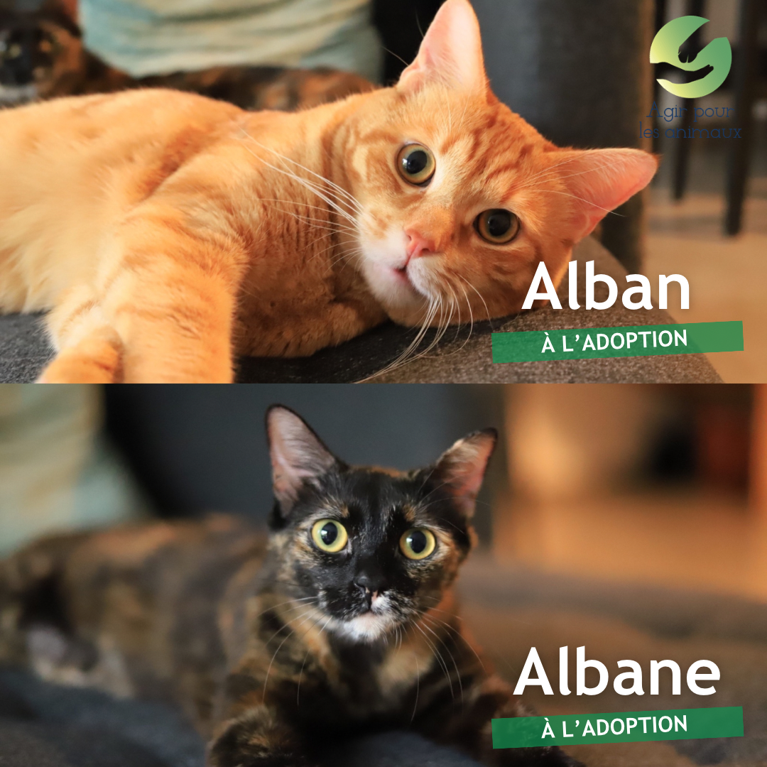 alban et albane à l'adoption ensemble
