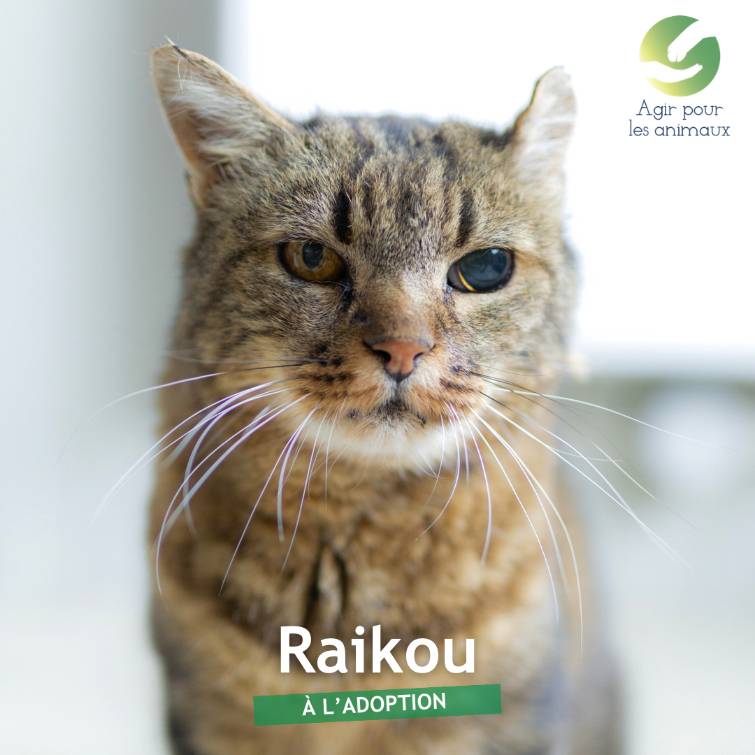 Raikou chat sénior à l'adoption