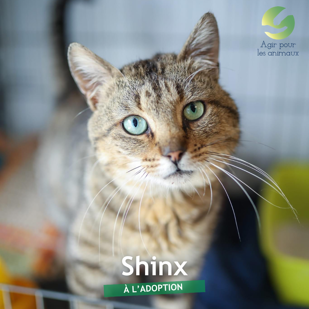 shinx chat à l'adoption