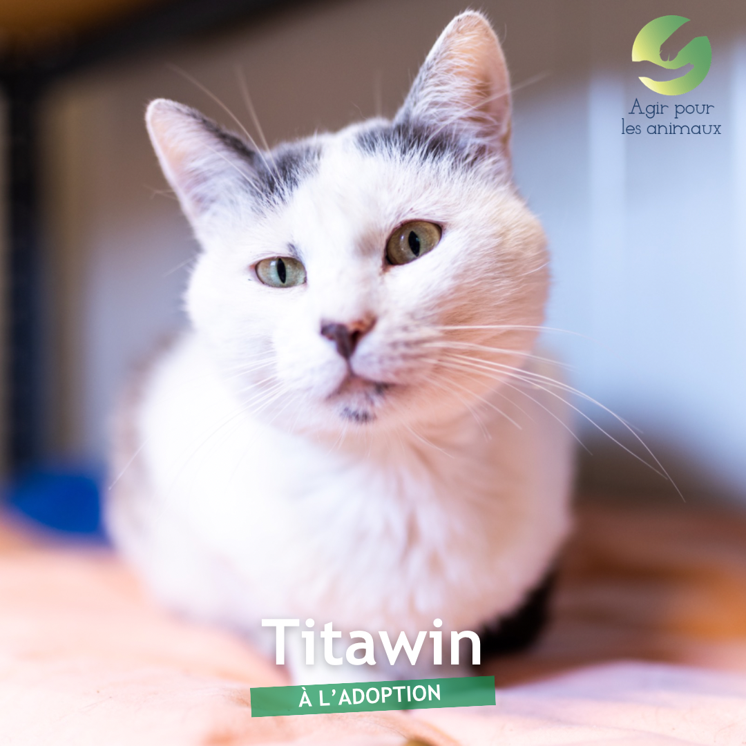 titawin chat à l'adoption