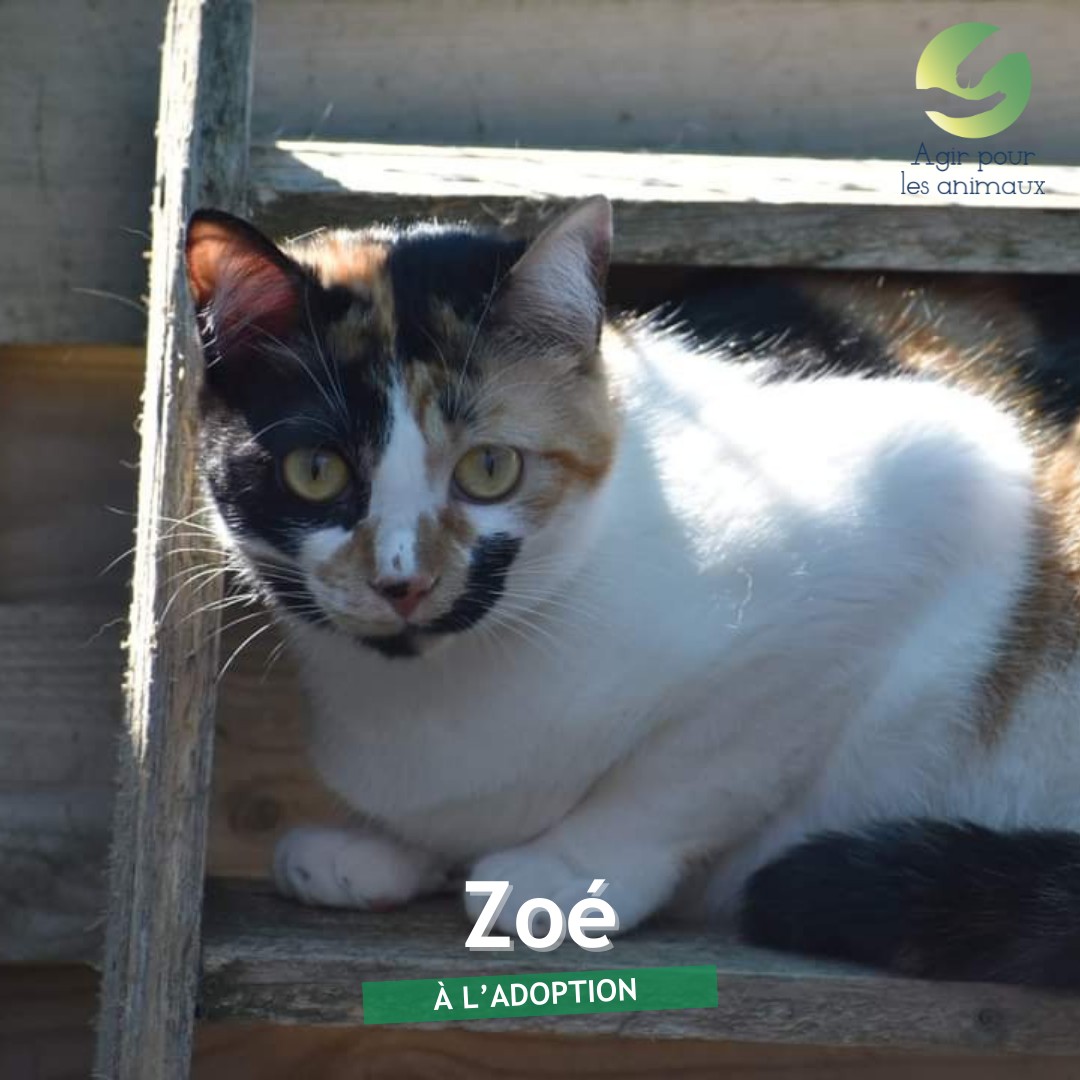 Zoé, minette à l'adoption