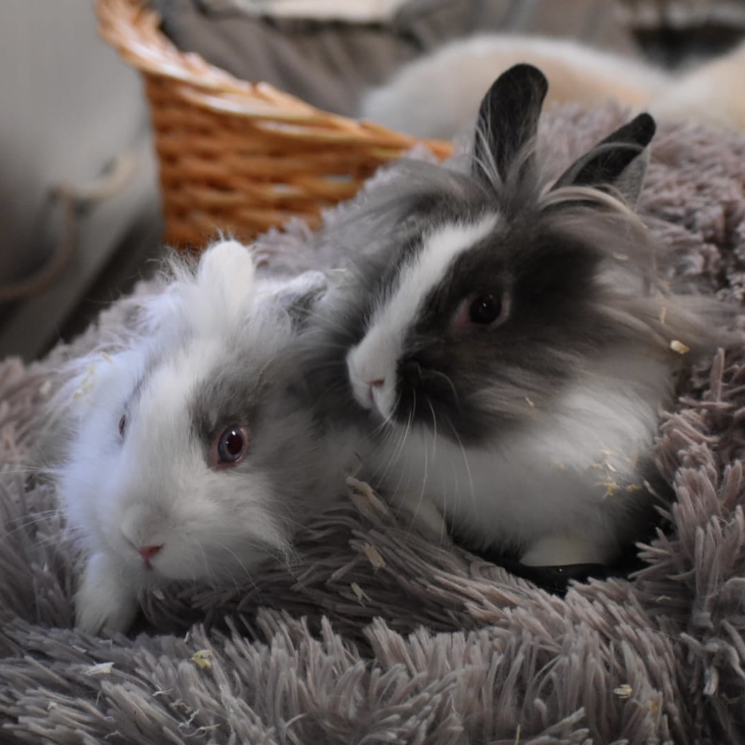 Fifi et Loulou deux lapines à l'adoption