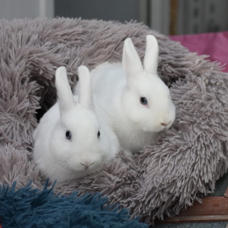Laurel et Hardy deux lapins à l'adoption