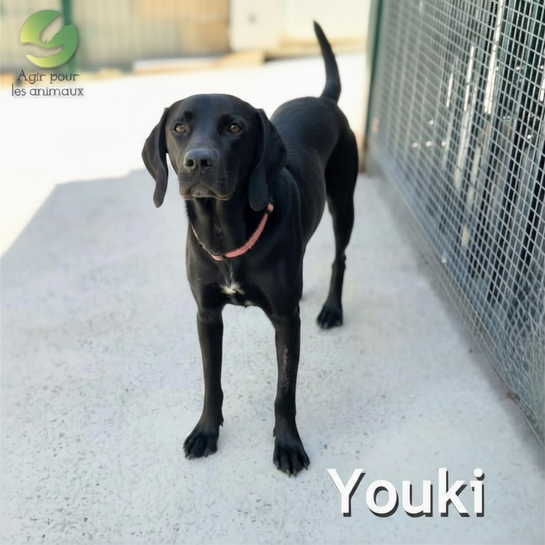 Youki chiot Braque